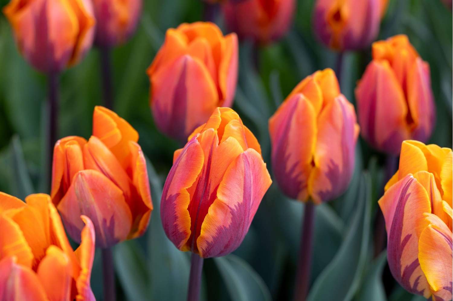 Tulppaani 'Princess Irene'